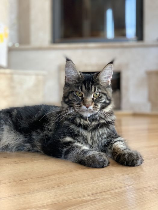 Мейн-кун з розплідника, дівчинка GOTIKA