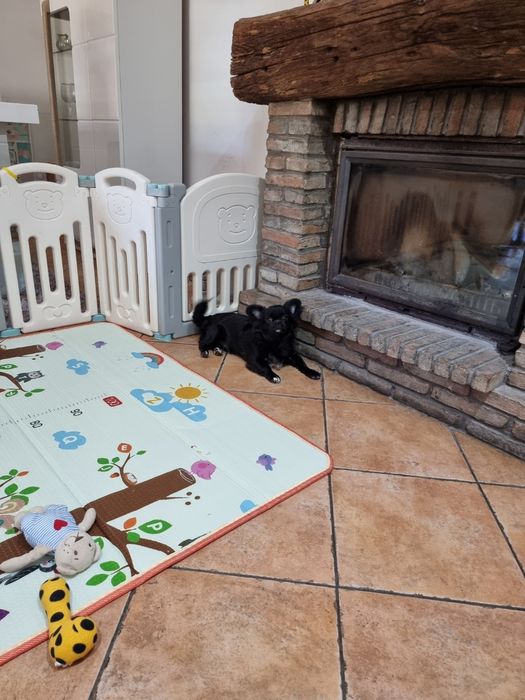 chihuahua macho pêlo longo idade 6 meses exemplar top super meiguinho
