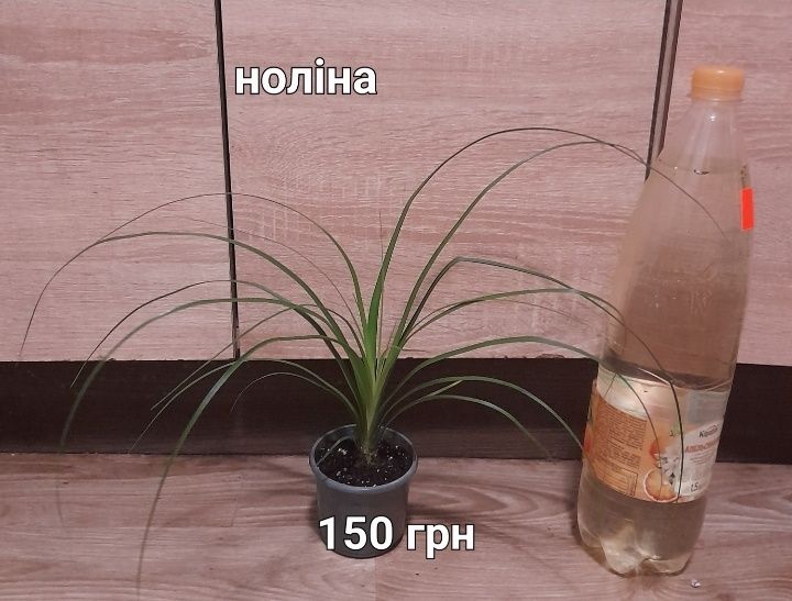 Крассула, спатифілум,  ноліна, драцена