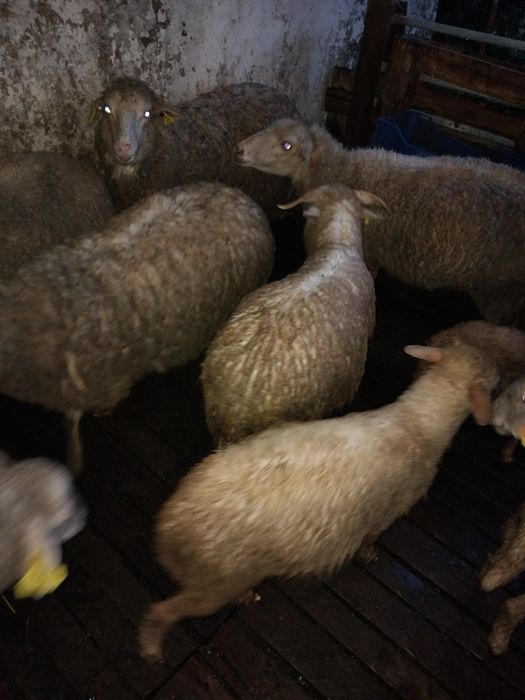 Vende--se  borrego com 6 meses