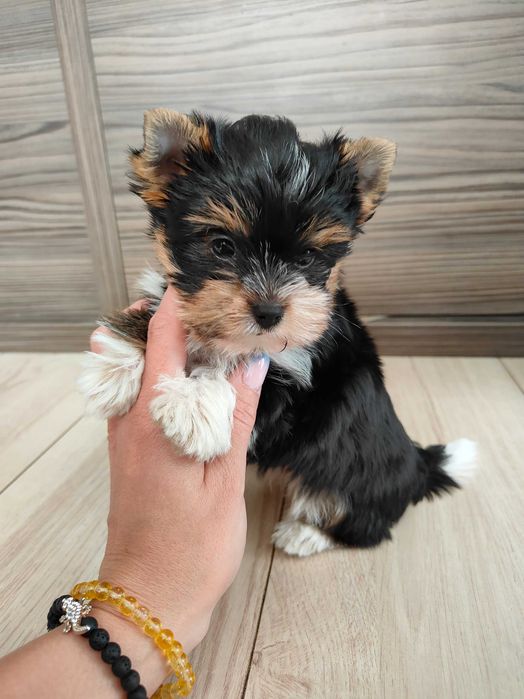 Yorkshire terrier Biewer