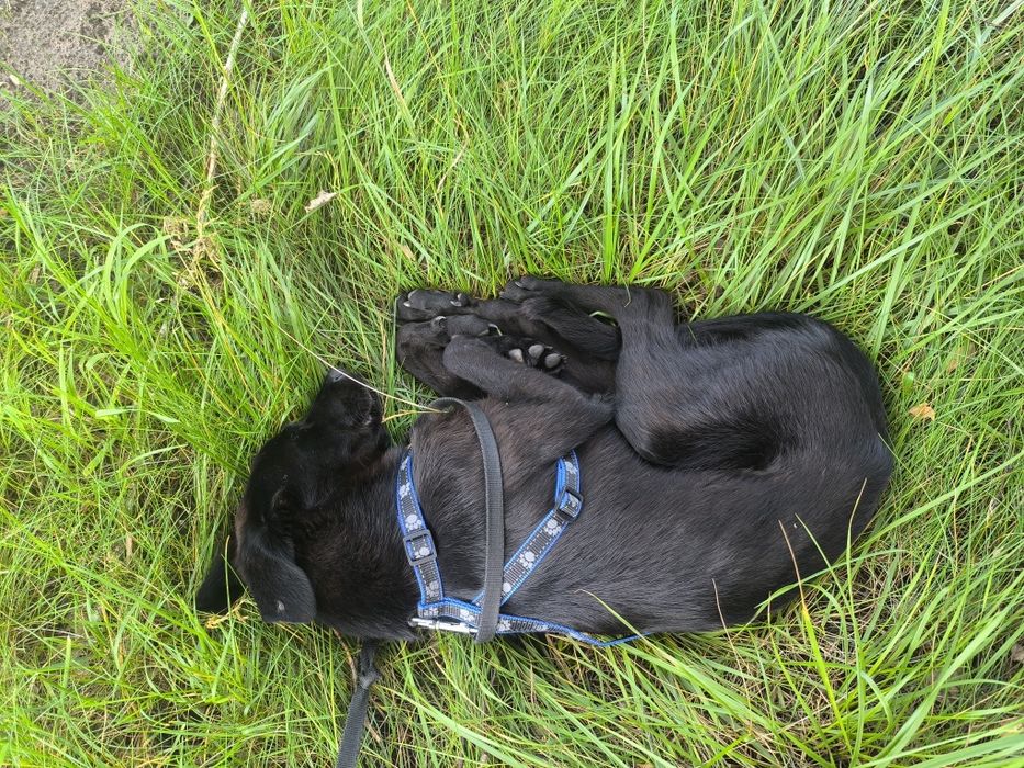 10 miesięczna suczka do adopcji