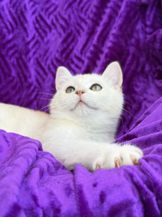 British shorthair  macho