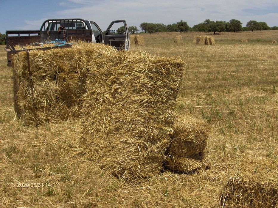 feno de azevemde muito boa qualidade