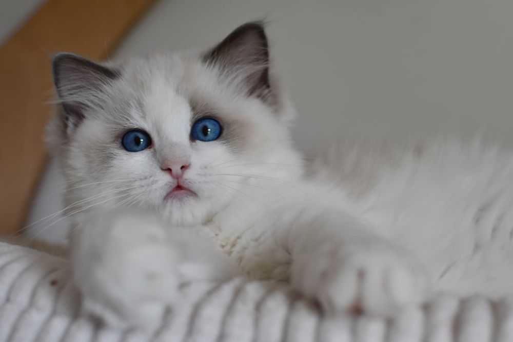Kocurek kotka ragdoll blue bikolor*rodowód FIFE*wychowane z dzieci