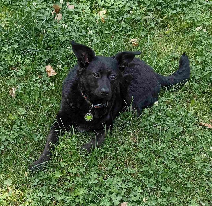 Собака в ответственные руки