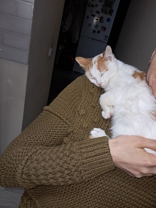 Котинята 1 Хлопчик