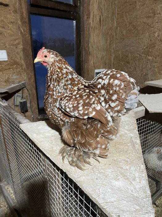 Продам ія брам різних окрасів