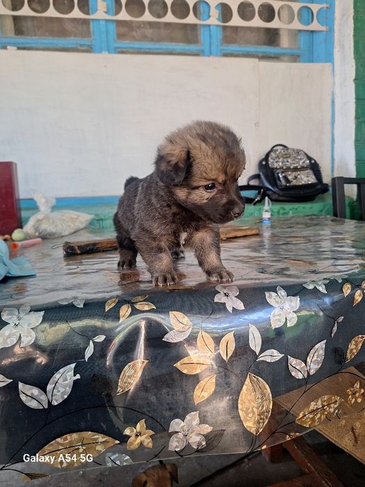 Цуцики великі не ростуть