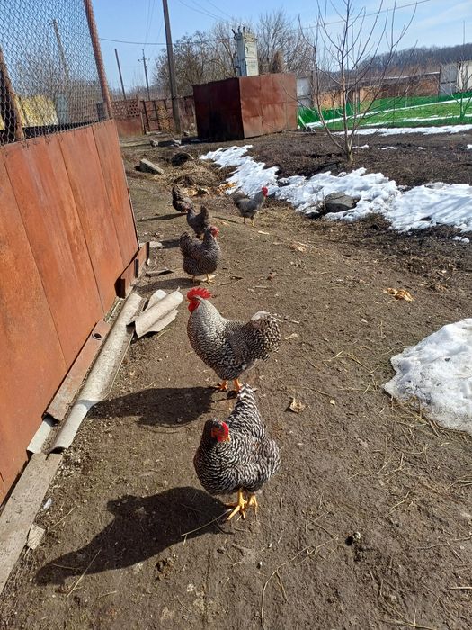 інкубаційне яйце амрокс