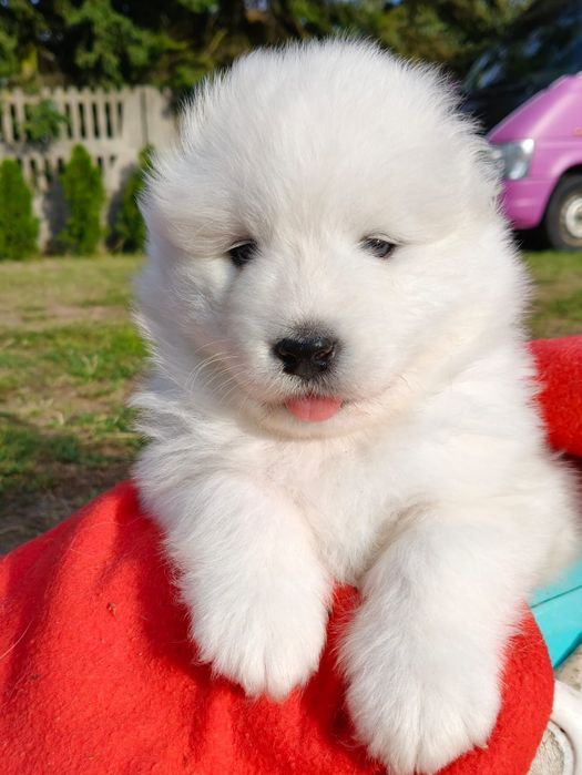 Szczenie samojed samoyed suczka ZKwP FCI