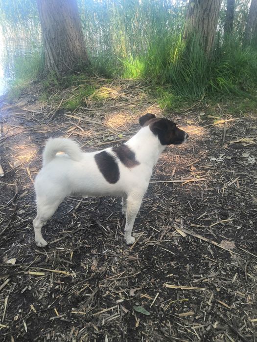 Фокстерьер мальчик вязка