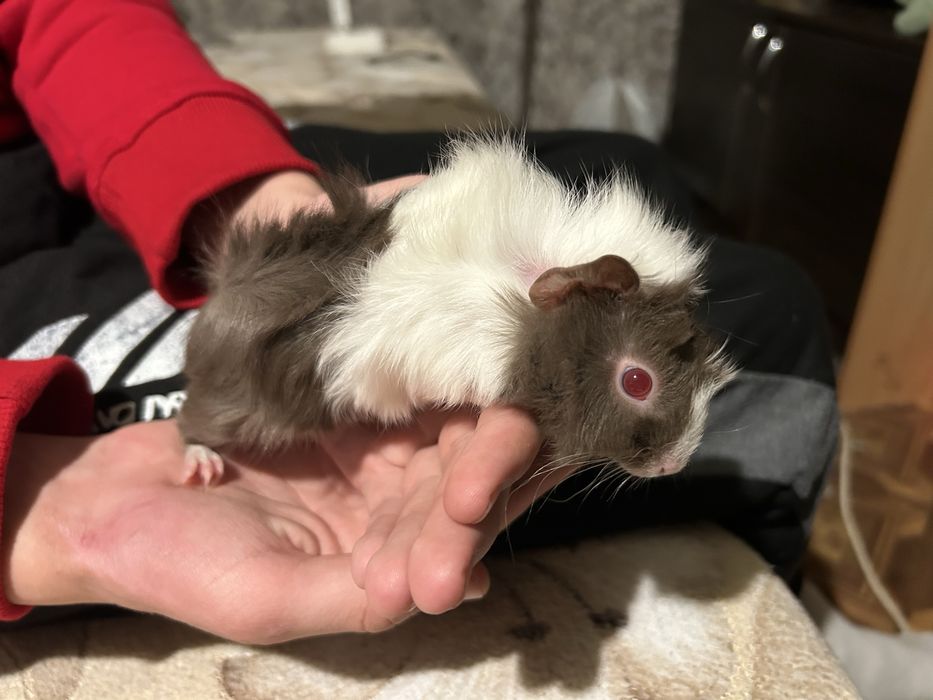 Продам морських свинок