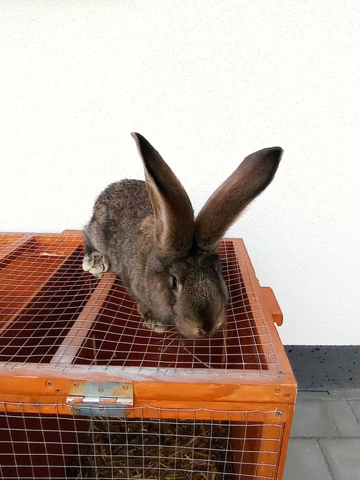 Belgijski olbrzym młodzież