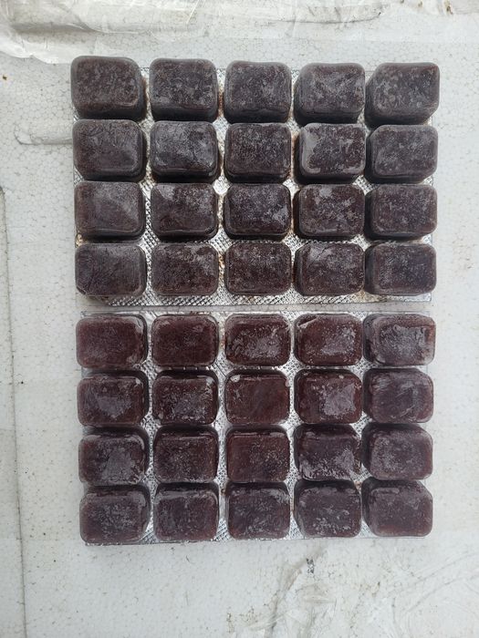 Мотиль , Артемія.