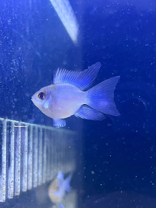 Ramirez balão electric blue