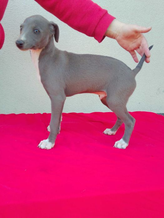Chart Angielski Whippet Piesek