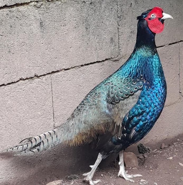 Ovos de galinhas e de ...