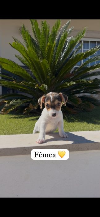 Jack Russell fêmea