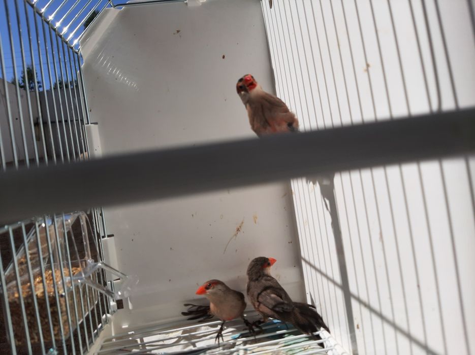 Para ceder lote de aves