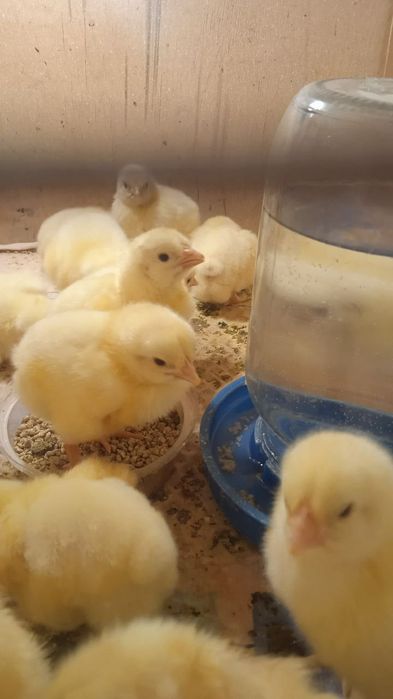 В наявності інкубаційне яйце бройлера