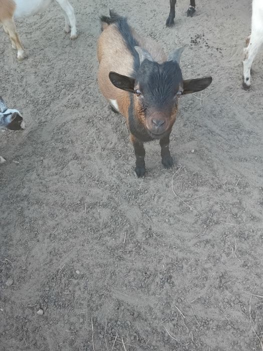 Vendo macho micro anão