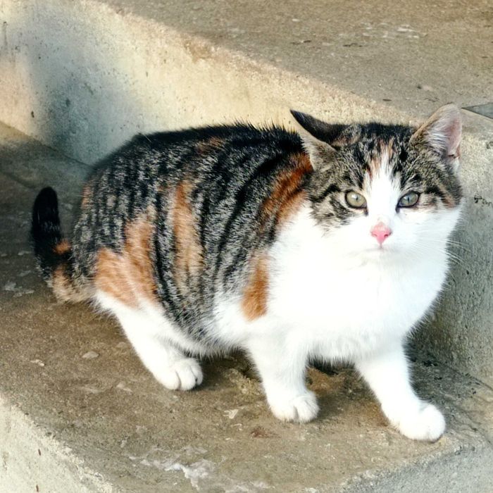 Oddam kotki w dobre ręce