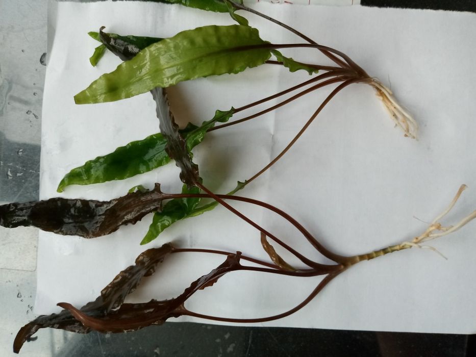 Акваріумні мохи рослини коряги все до акваріума