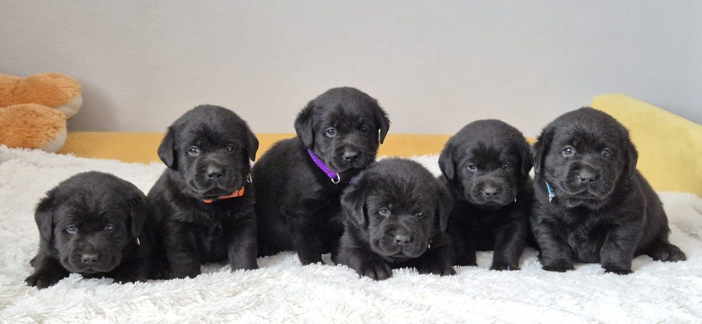 Labrador retriever