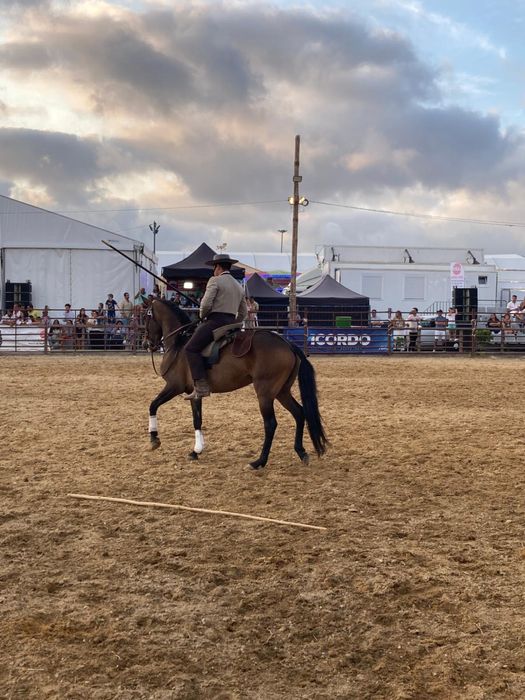 Vendo egua lusitana pura