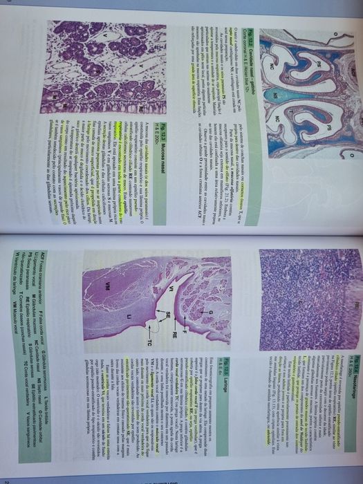 Livro WEATHER Histologia Funcional português 5.° edição