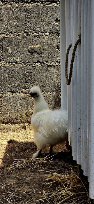 Ovos Sedosa do Japão