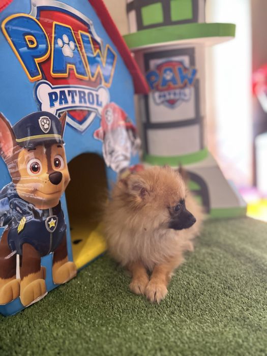Sptiz macho anão miniatura lsrenja