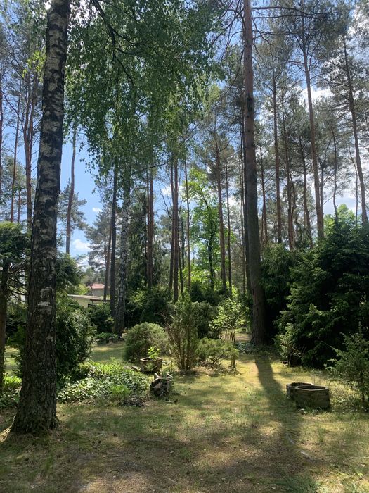 Działka budowlana 2130 m² z domkiem w lesie nad rzeką Liwiec! Stacja PKP, plaża, media. Tylko 50 min od Warszawy. Kaliska - Gmina Łochów. - Widok 2