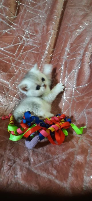 Шотландские прямоухие котята серебристые шиншиллы