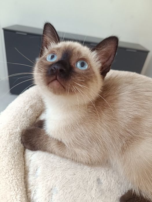 Gatinha para adoção em Viseu