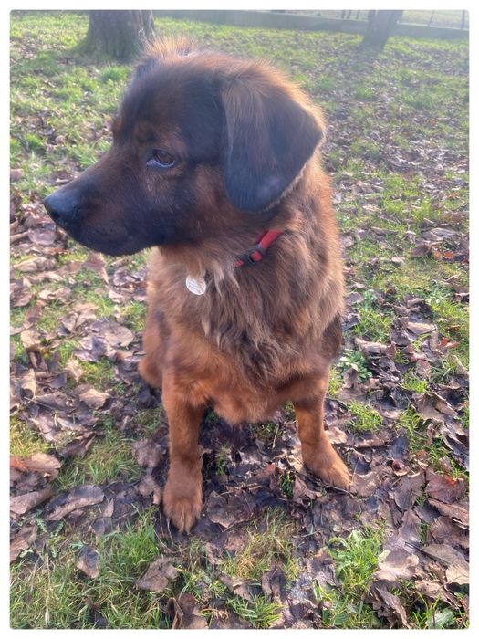 Cukier- do adopcji pies w typie posokowca bawarskiego