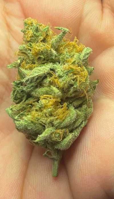 Susz CBD Premium Critical + 10g Najwyższa jakość! CERTYFIKAT LEGALNOŚC