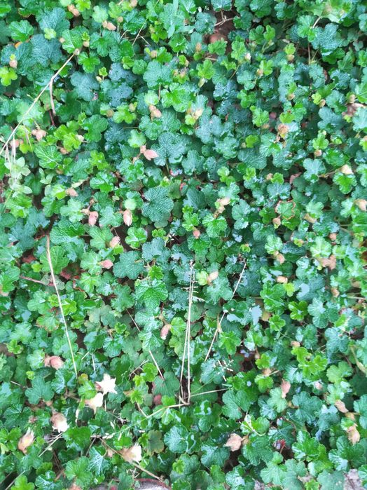 Framboesa Laranja Rasteira (Rubus Rolfei)