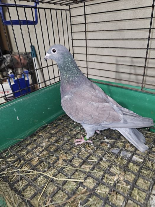 Sprzedam gołębie