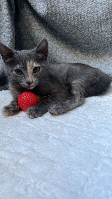 Ласковый котенок (девочка)