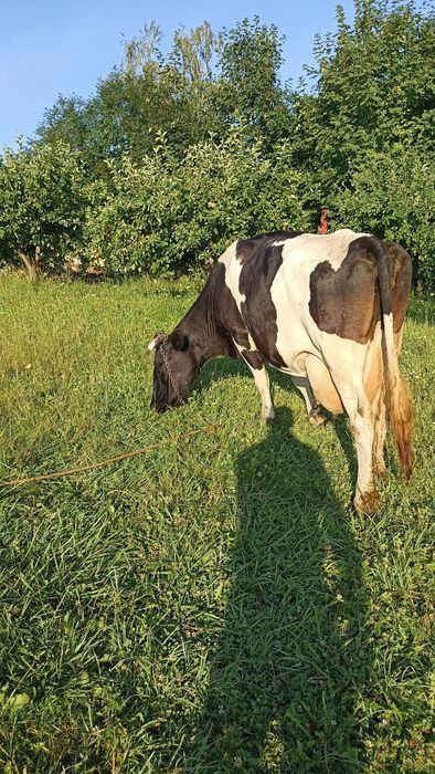 Продам породисту корову