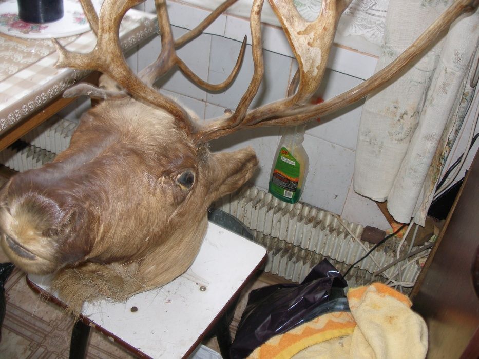срочно большая голова оленя +голова кабана