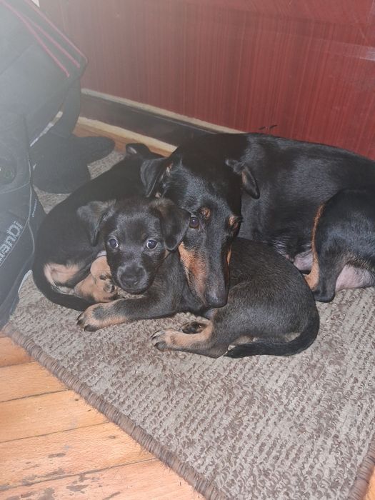 Відам цуценят безкоштовно