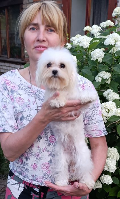 Продаю міні  мальтіпу дівчинку