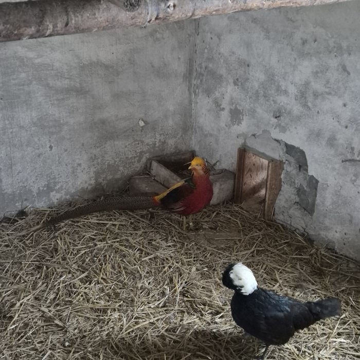 Bażanty złote na sprzedaż