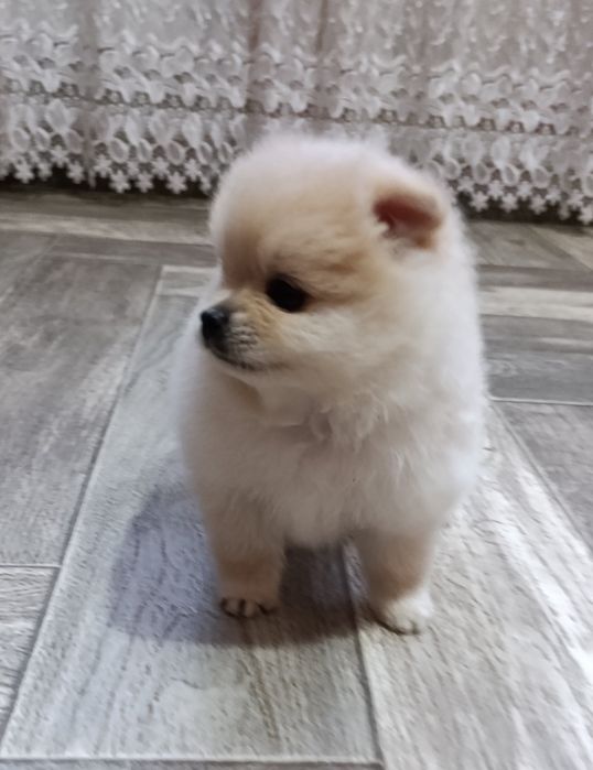 Цуценята померанський шпіц