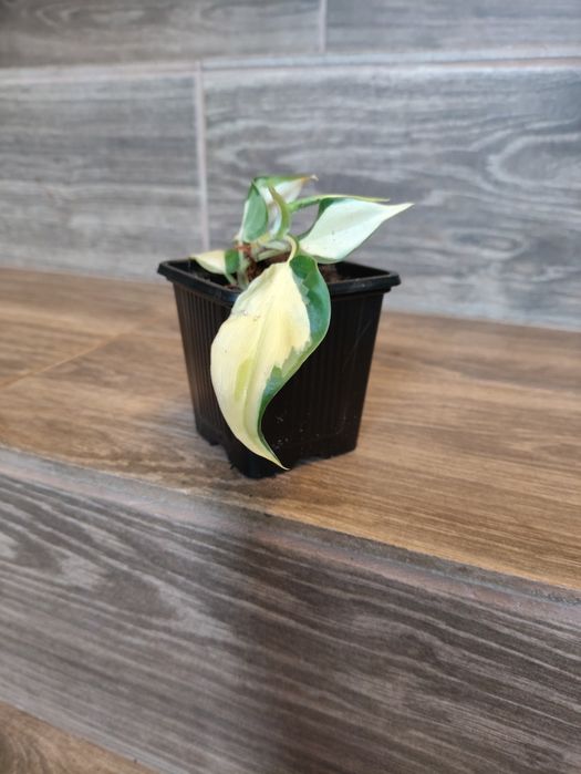 Philodendron rio