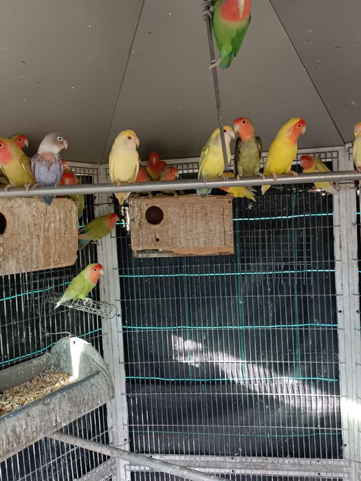 Diretamente do criador  lidas aves