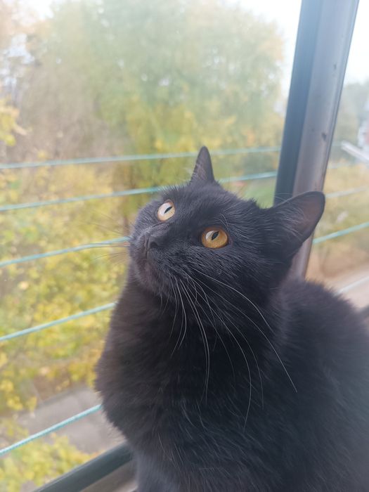 Віддам кішку в добрі руки . Львів